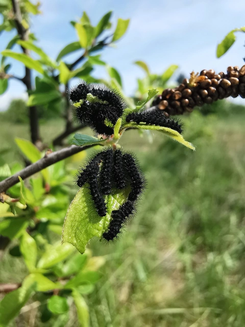 Saturnia pavoniella/pavonia