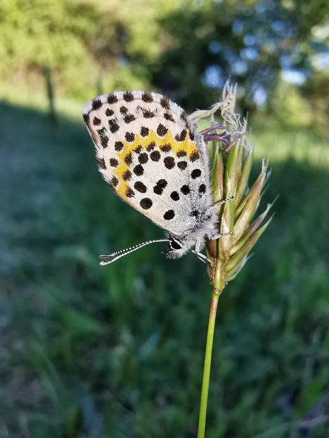 Scolitantides orion - szemes boglárka