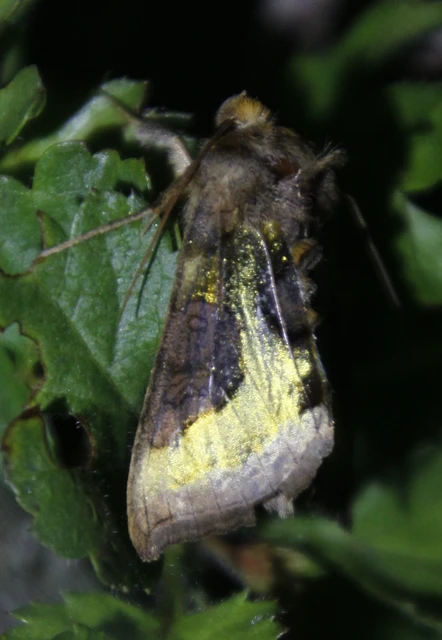 Diachrysia chrysitis/stenochrysis