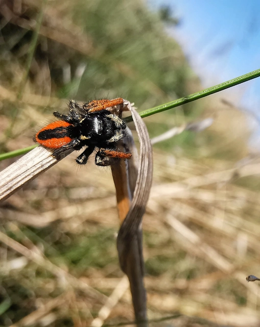 Philaeus chrysops - piros ugrópók