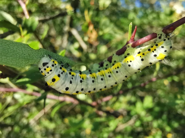 Diloba caeruleocephala - őszi kékesbagoly