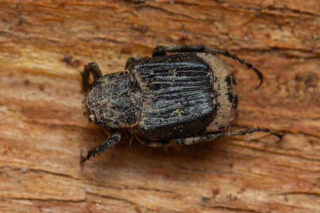 Valgus hemipterus - suta virágbogár