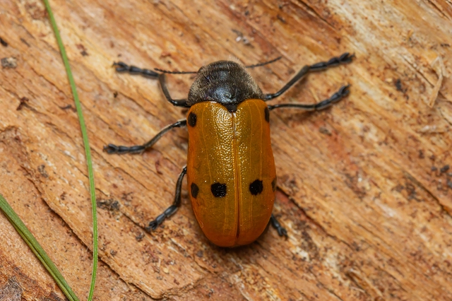 Lachnaia sexpunctata - szőrösnyakú zsákhordóbogár