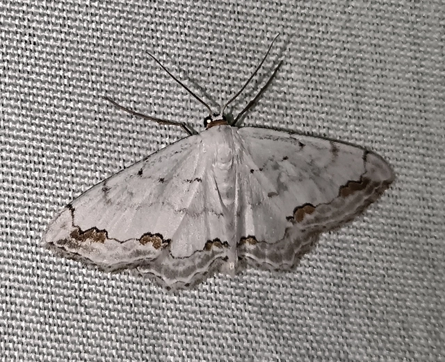 Scopula ornata - díszes fehéraraszoló