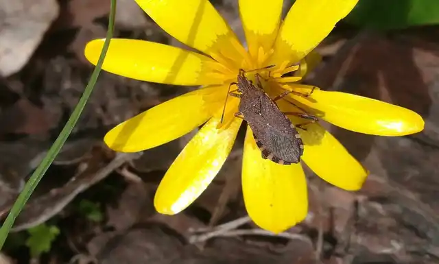Ceraleptus gracilicornis - tüskéslábú karimáspoloska