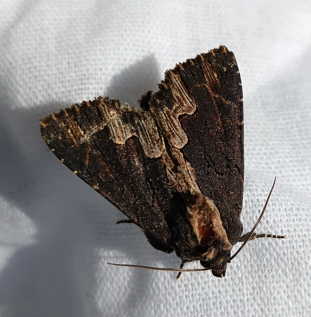 Dypterygia scabriuscula - szurokbarna nyáribagoly