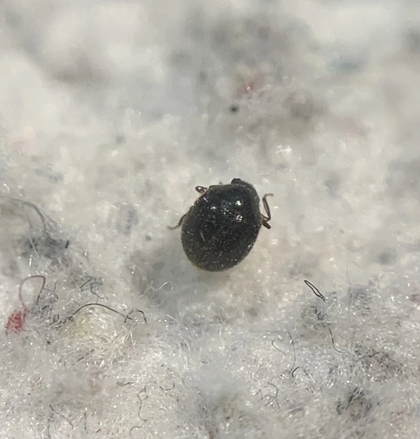 Caenocara subglobosum