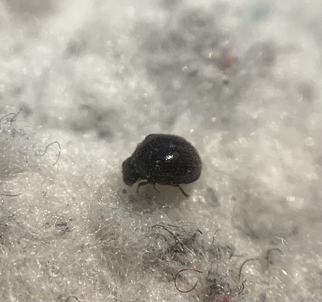 Caenocara subglobosum