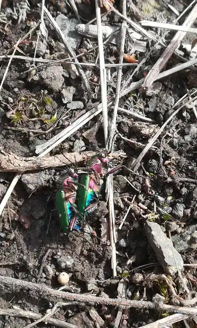 Cicindela campestris - mezei homokfutrinka