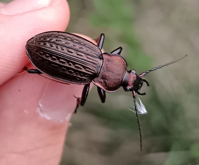 Carabus cancellatus - ragyás futrinka