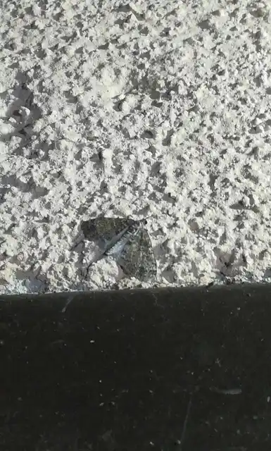 Lobophora halterata - szárnyfüggelékes araszoló