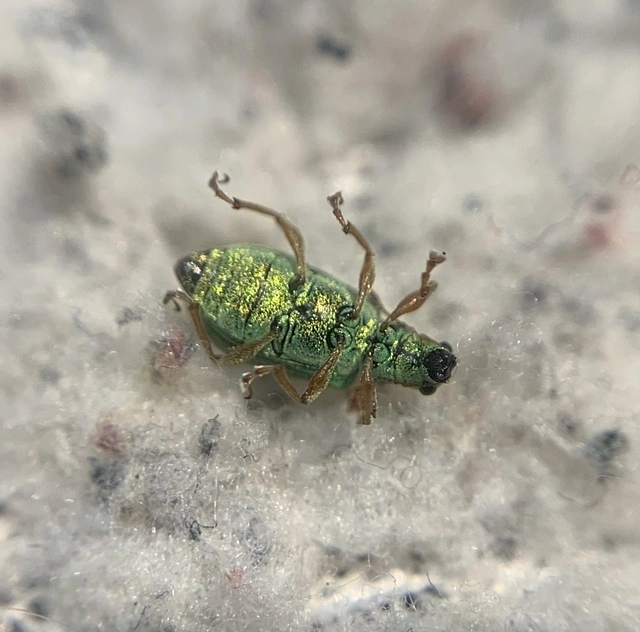 Polydrusus impressifrons - selymeszöld lombormányos