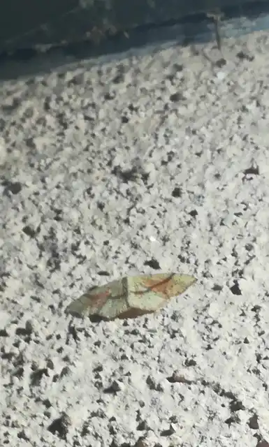 Cyclophora punctaria - sávos pettyesaraszoló