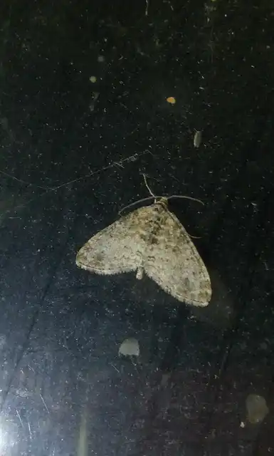 Lobophora halterata - szárnyfüggelékes araszoló