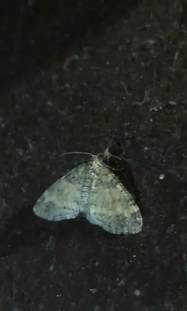 Lobophora halterata - szárnyfüggelékes araszoló