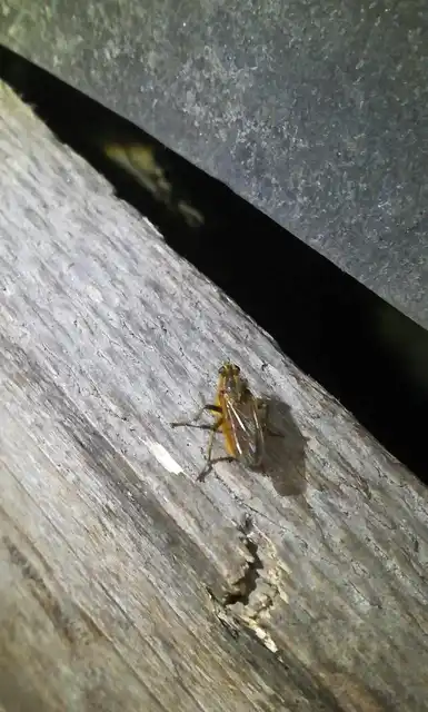 Scathophaga stercoraria - közönséges trágyalégy