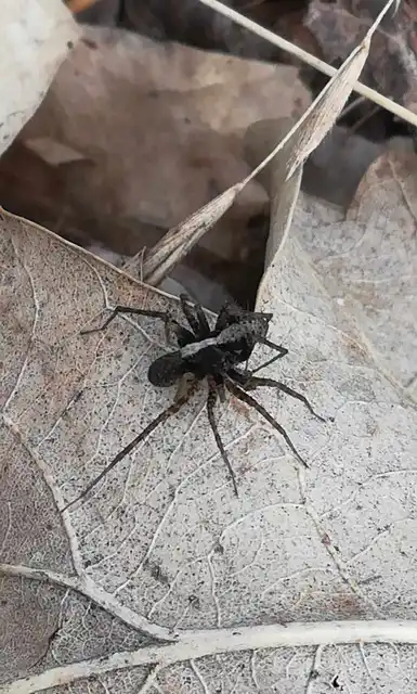 Pardosa alacris/lugubris