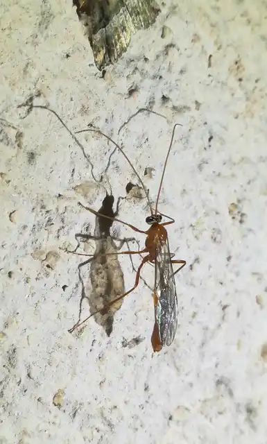 Ophioninae