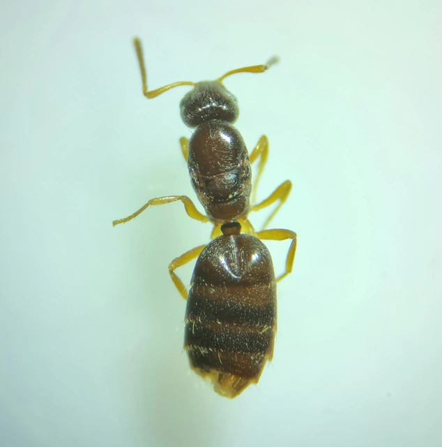 Plagiolepis pygmaea - lapos törpehangya