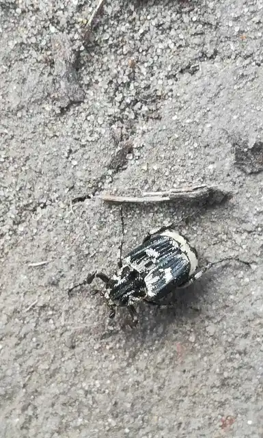 Valgus hemipterus - suta virágbogár