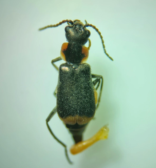 Axinotarsus marginalis - feketefüggős bibircsesbogár