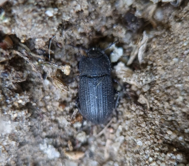 Gonocephalum granulatum pusillum