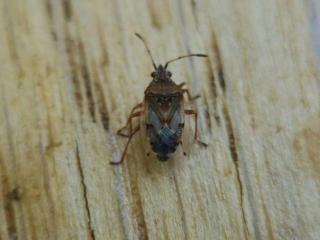 Kleidocerys resedae - nyírbodobács