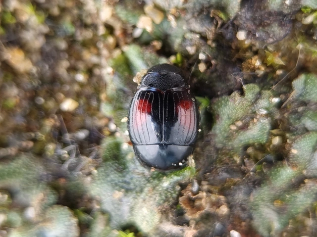 Margarinotus purpurascens - vöröslő sutabogár