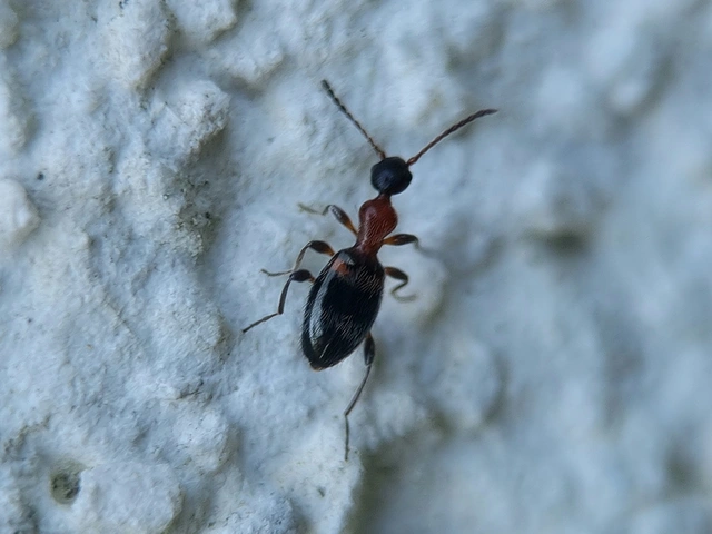 Anthelephila pedestris - hangyaszerű fürgebogár