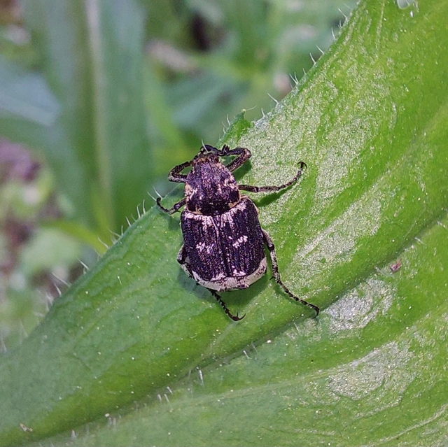 Valgus hemipterus - suta virágbogár