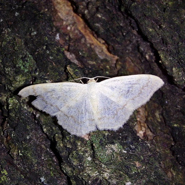 Scopula floslactata - tejfehér sávosaraszoló