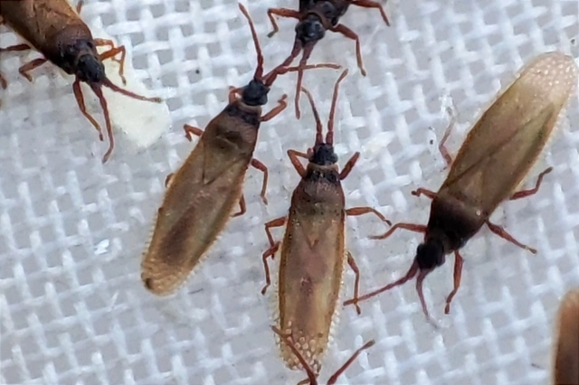 Agramma atricapillum