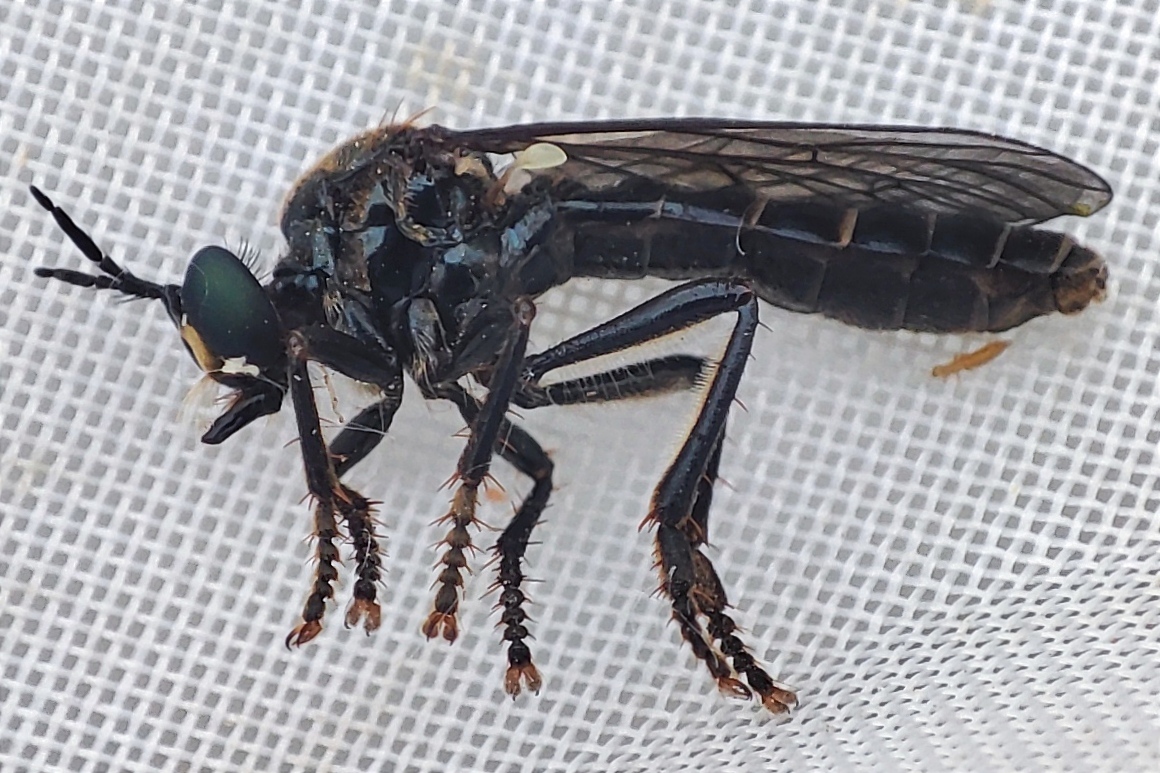 Dioctria atricapilla
