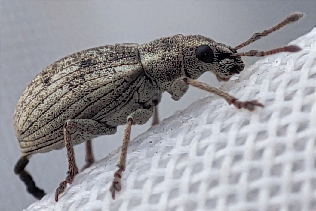 Polydrusus tibialis - gyepi lombormányos