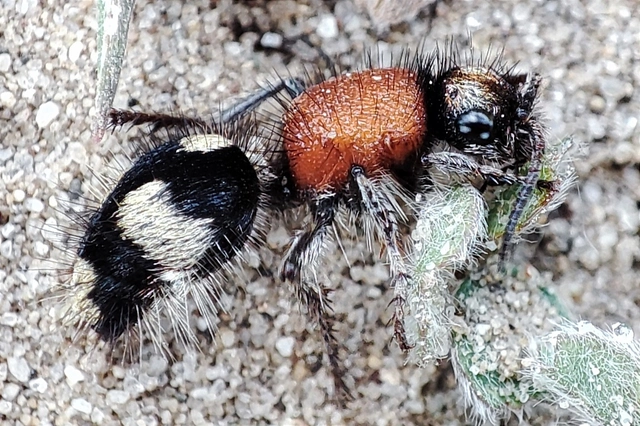Mutillidae - hangyadarazsak
