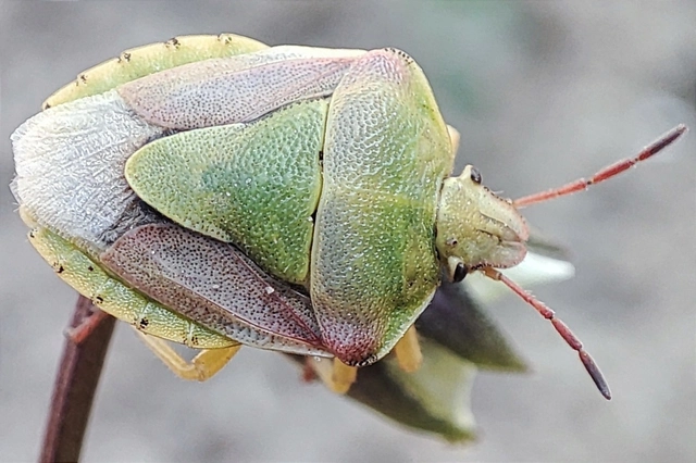 Antheminia Antheminia