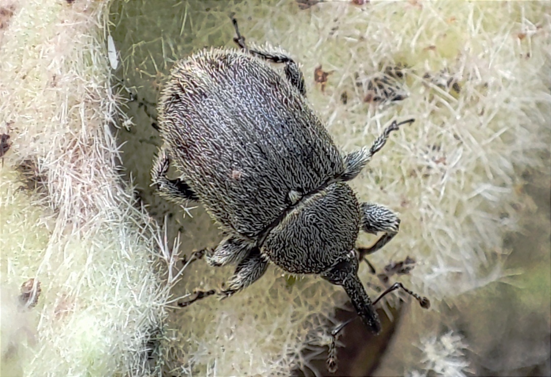 Rhinusa asellus - szőrcsillagos ökörfarkkóró-ormányos