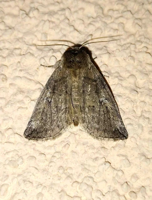 Tethea or - bélyeges pihésszövő