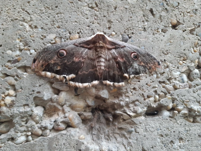 Saturnia pyri - nagy pávaszem
