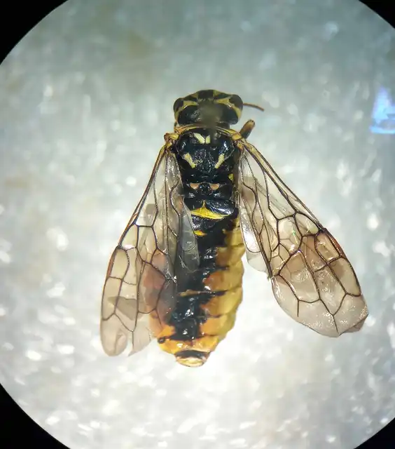 Acantholyda posticalis