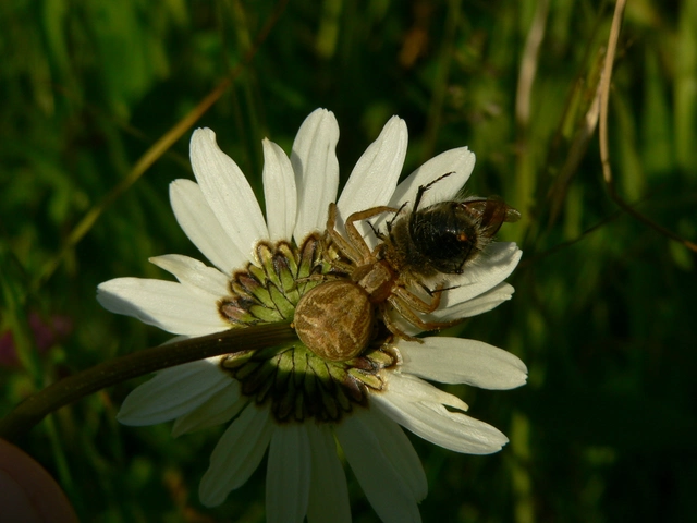 Xysticus