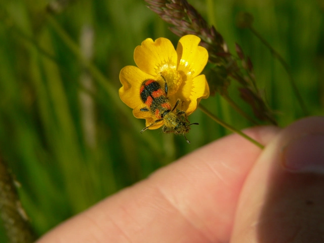 Trichodes favarius - hatfoltos méhészbogár