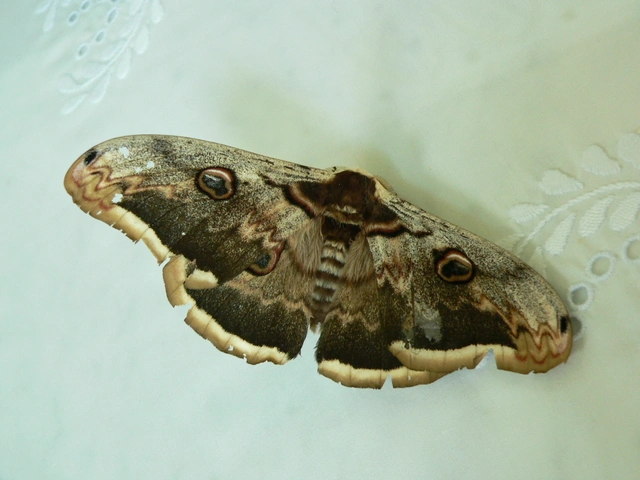 Saturnia pyri - nagy pávaszem