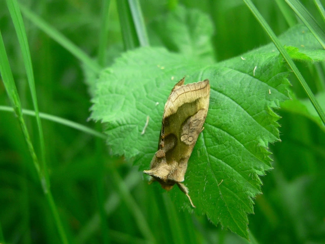 Diachrysia stenochrysis - rejtőző aranybagoly