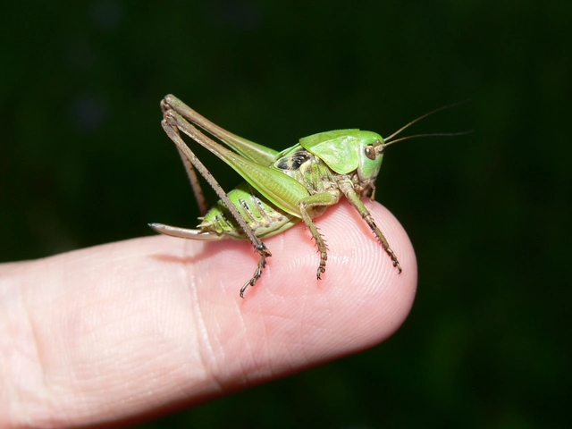 Decticus verrucivorus - szemölcsevő szöcske