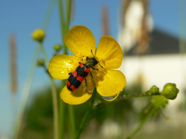 Trichodes favarius - hatfoltos méhészbogár