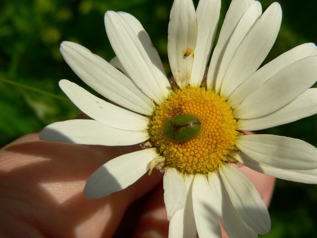 Cassida Cassida