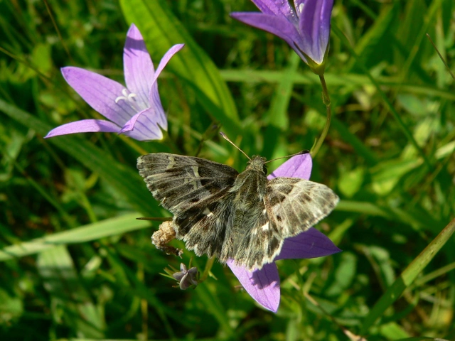 Carcharodus floccifera - pemetefű-busalepke