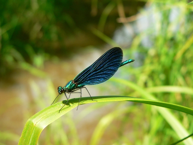 Calopteryx virgo - kisasszony-szitakötő