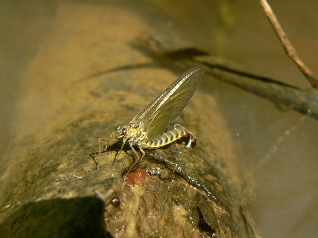 Siphlonurus